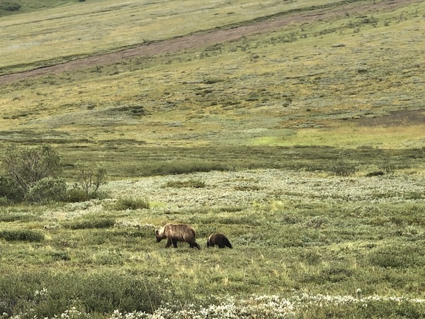 Trip South journal — Denali National Park and Mt. Denali